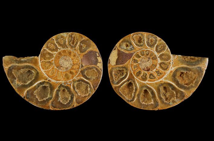 Cut & Polished, Agatized Ammonite Fossil- Jurassic #110760